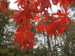 Japanese maple in fall color, new gardens