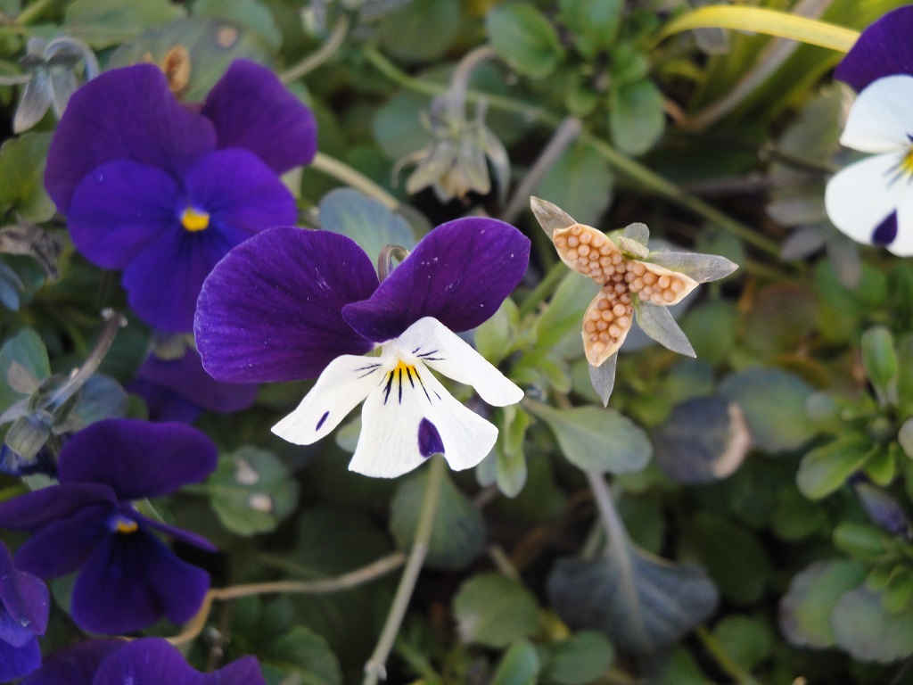 viola and seedpod