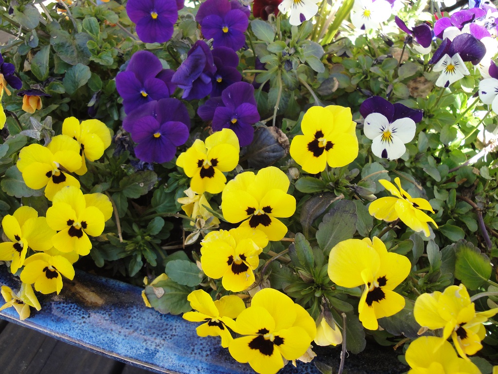 viola, new gardens also grow pots