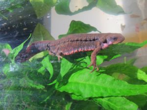 Japanese fire-bellied newt