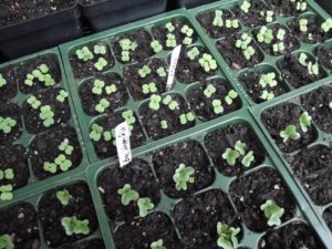 cool season greens, broccoli 'Happy Rich', arugula 'Astro'