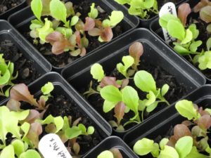leaf lettuce seedlings