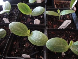 seedlings, zucchini