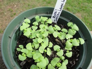 basil seedlings in a pot