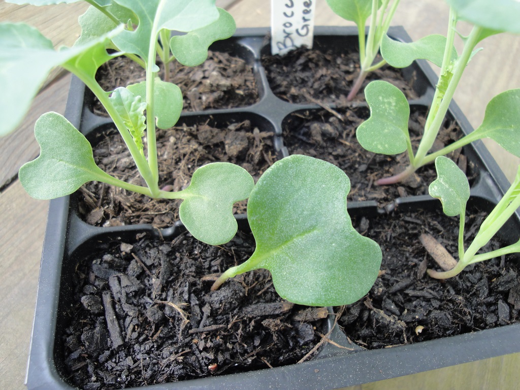 broccoli seedlings
