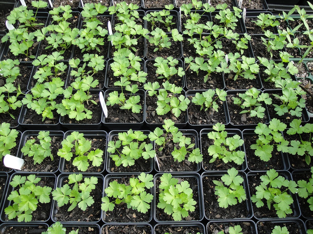 flat leaf parsley