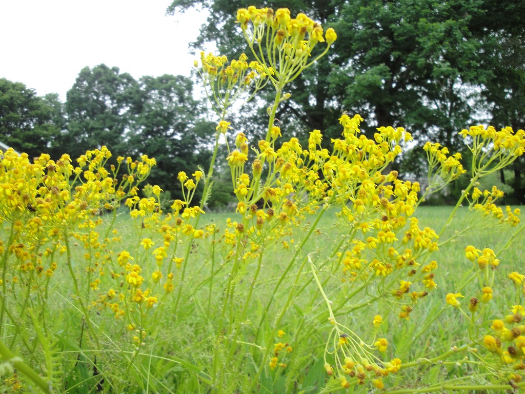 patches for pollinators, yellow weed