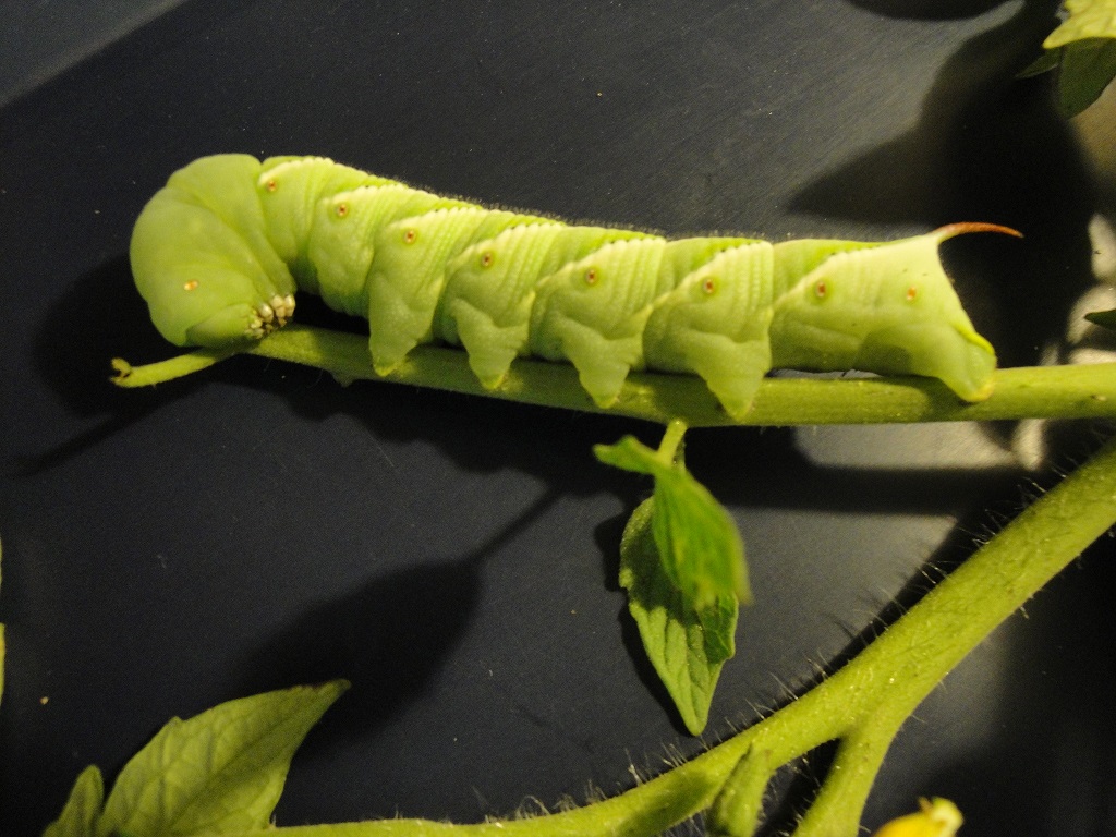 tobacco hornworm caterpillar