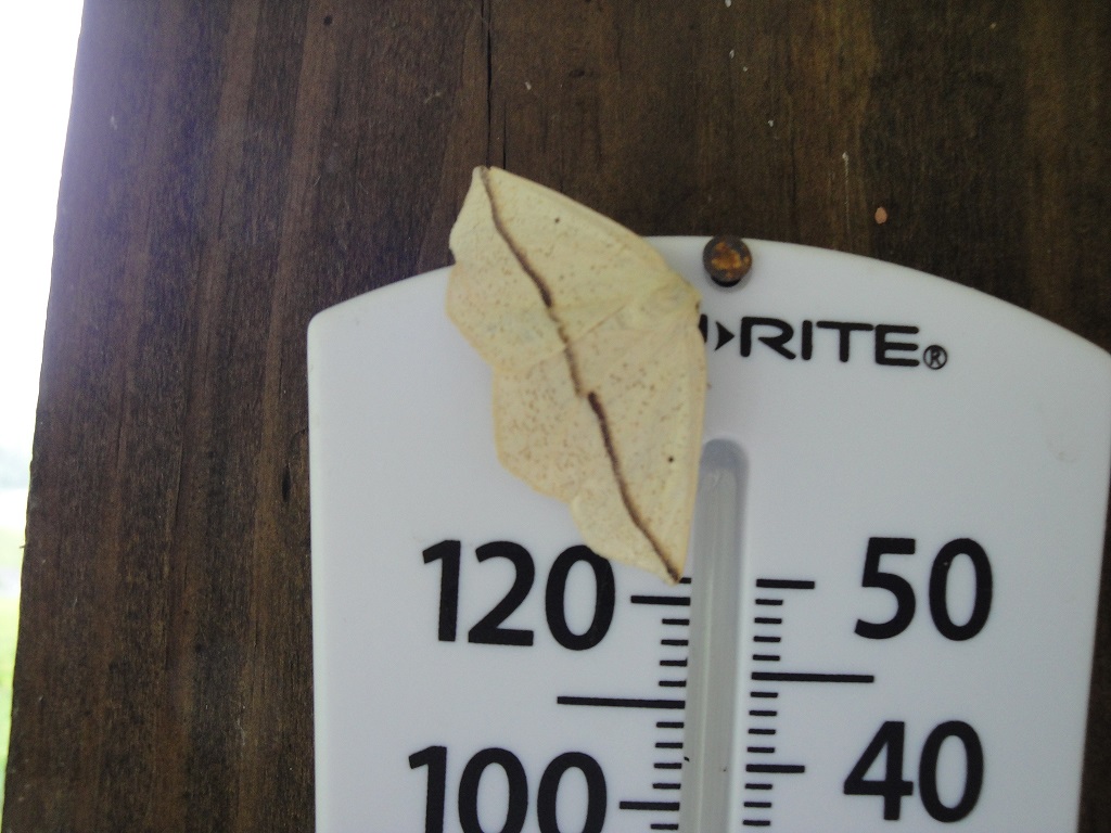 cream colored moth with brown stripe
