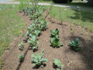 patches for pollinators, garden bed with flowers and edible greens