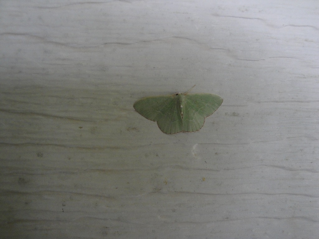 mint green moth