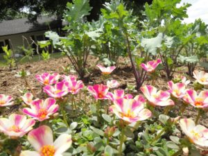 purslane, pink and white flowers