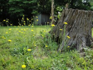 patches for pollinators