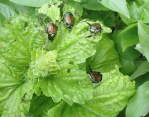 lettuce-leaf basil, Japanese beetles