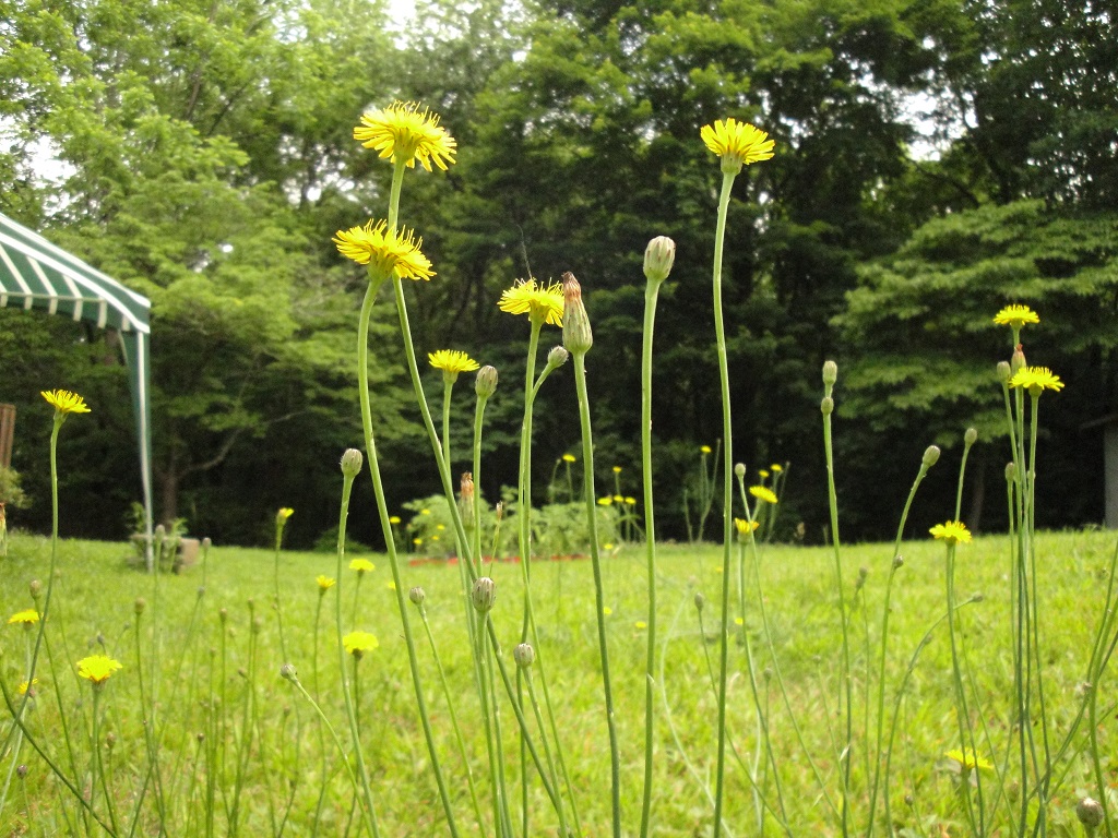 patches for pollinators