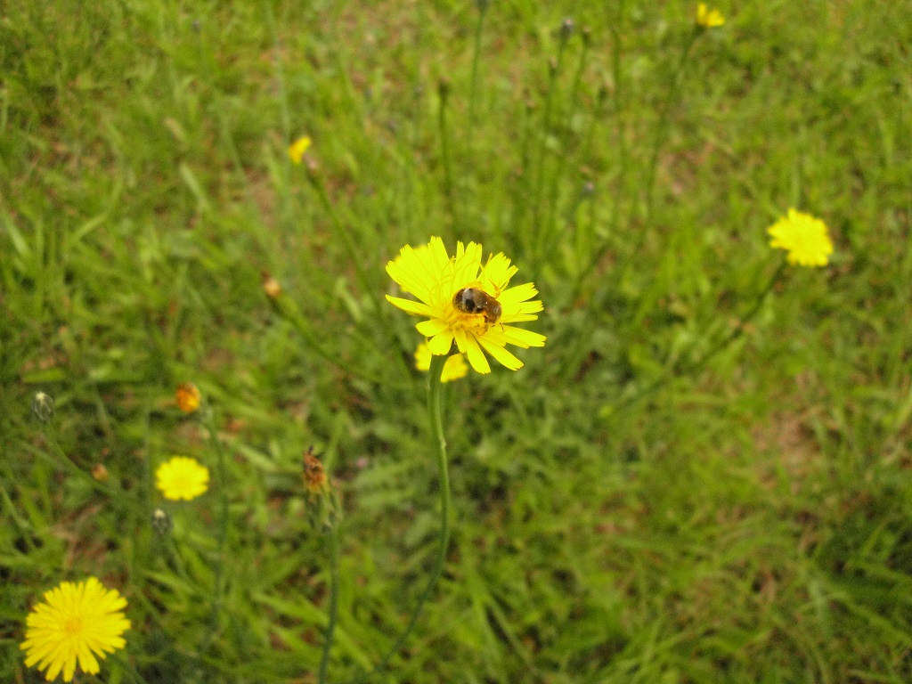 patches for pollinators