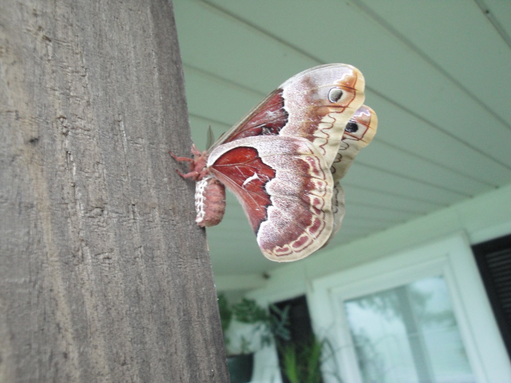 promethea moth