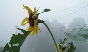 patches for pollinators, sunflower in fog