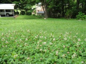 patches for pollinators, clover