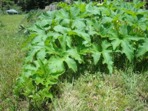 pumpkin vines