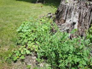 tree stump, 'Savor' Charentais melon, tomato, zucchini...