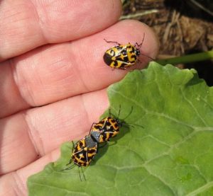 harlequin bugs on cabbage
