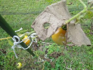 tomato shaded with peat pot to prevent sun scald