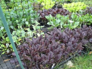 mustard greens 'Miz America'