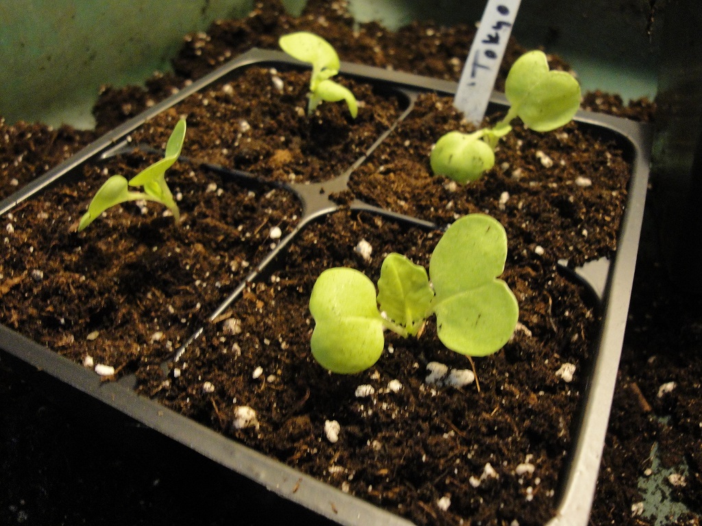 'Tokyo Bekana' cabbage seedlings