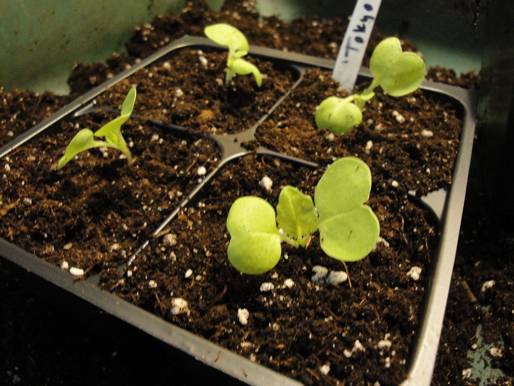 'Tokyo Bekana' cabbage seedlings