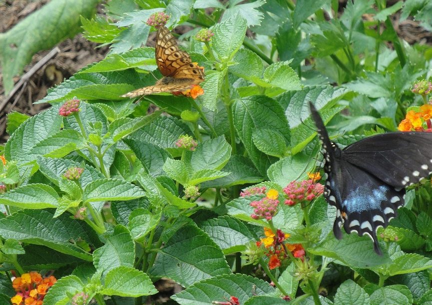 butterflies feeding on lantana