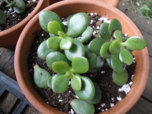 mini jade plants, propagating succulents from cuttings