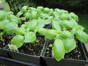 potted basil