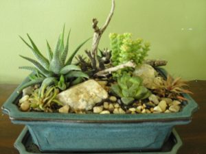 succulents in glazed bonsai tray