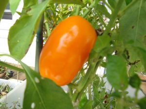 enclosing the porch, orange sweet pepper