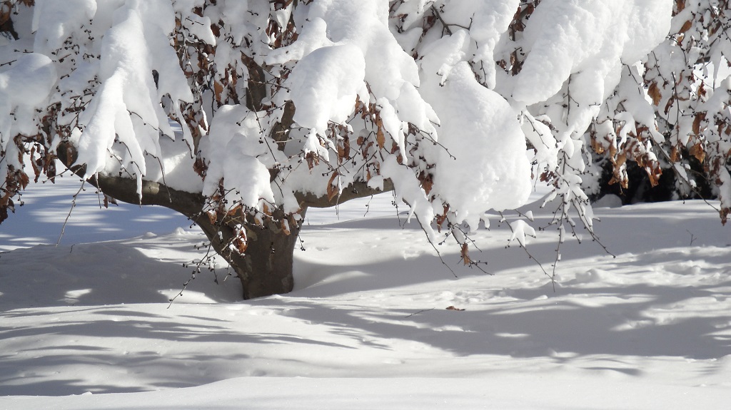 parrotia persica in snow