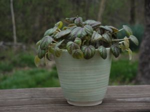 miniature peperomia
