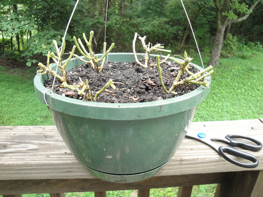 prune petunia basket 790