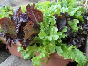 lettuce planter in January 2023