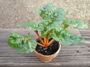 resilience of plants, Swiss chard in 2" pot