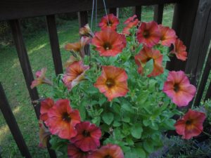 resilience of plants, petunia regrew and flowered