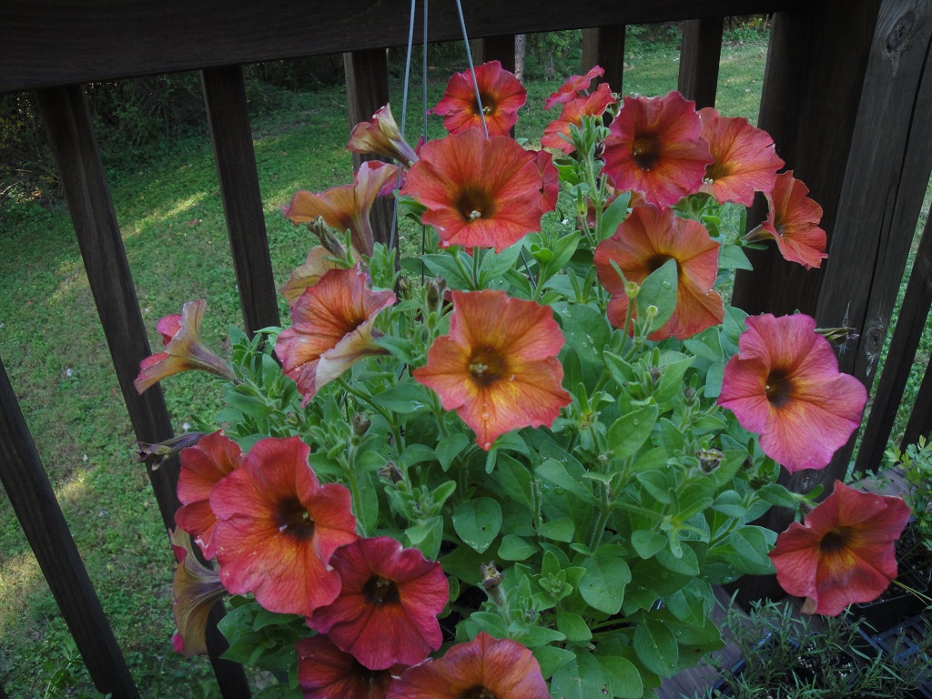 resilience of plants, petunia regrew and flowered