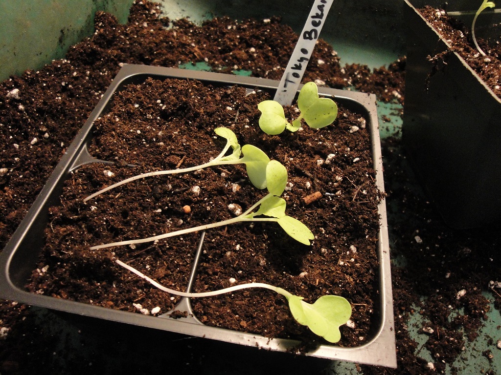 'Tokyo Bekana' cabbage seedlings