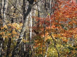 woods, north end of the new property