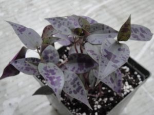 spotted tradescantia