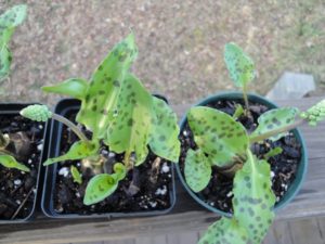 resilience of plants, drimiopsis after dividing