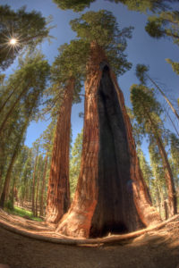 Sequoia Redwood With Fire Damage