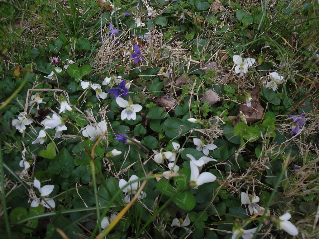 violets in patches for pollinators