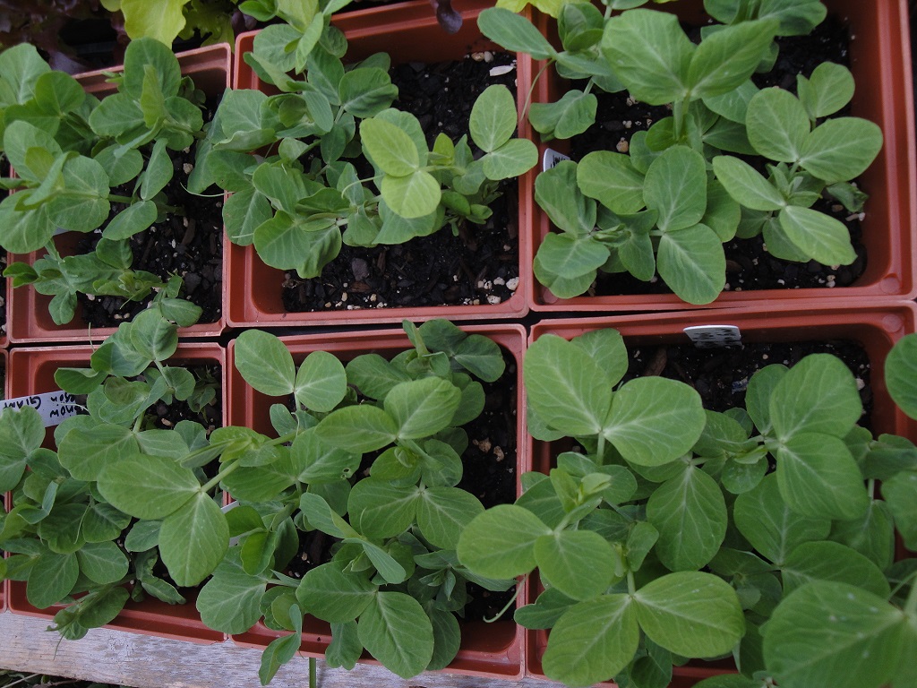 'Sugar Snap' peas in 6" pots