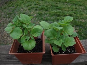 grow potatoes in pots or in the garden